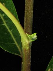 Salix lasiolepis. Stipule.
 Image: D. Glenny © Landcare Research 2020 CC BY 4.0